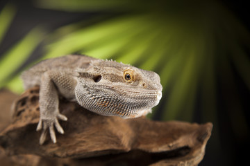 Lizard root, Bearded Dragon on green background