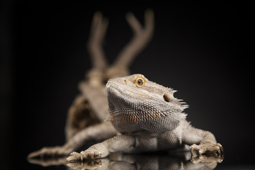 Skull, Lizard, Agama, Antlers, dragon and skull