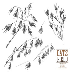 Oats spikelet sketch hand drawn vector collection, grain and stems isolated vintage illustration on a white background for the bakery shop or menu. Cereal theme.