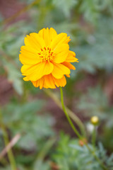 Yellow Cosmos flower blooming