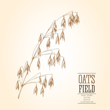 Oats spikelet sketch hand drawn vector illustration, stems isolated vintage for the bakery shop or menu. Cereal theme.