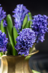 Fototapeta premium First spring flower - blue hyacinth in brass vase