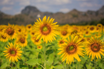 Beautiful sunflower plant in the field blooming, Thailand