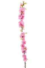 Sakura-Blume isoliert