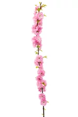 Gartenposter Kirschblüte Sakura-Blume isoliert