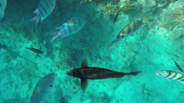 Zebrasoma veliferum and Abudefduf swims near coral. Red Sea Fish
