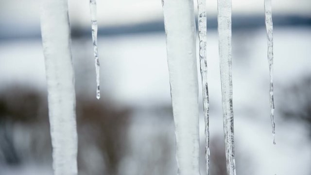 Melting icicles in winter