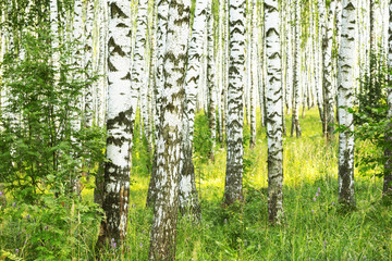 Obraz premium summer in sunny birch forest
