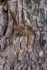 Crack bark texture closeup of tree