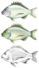 Different drawing of the same fish