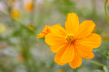 yellow cosmos flower field