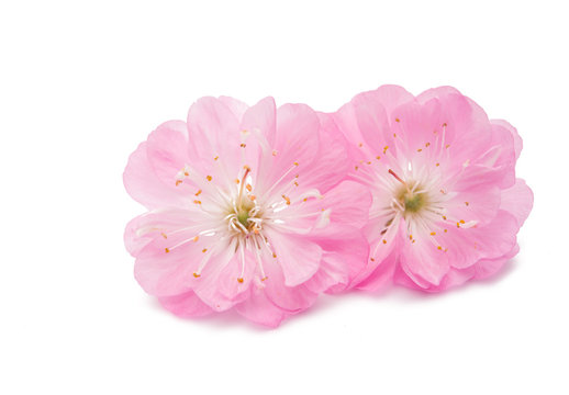 Fototapeta sakura flower isolated