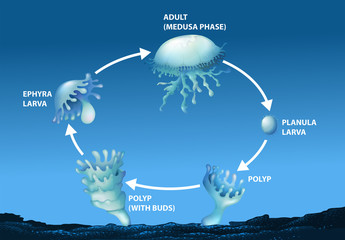 Diagram showing life cycle of jellyfish © blueringmedia