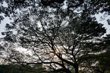 The big tree in the garden