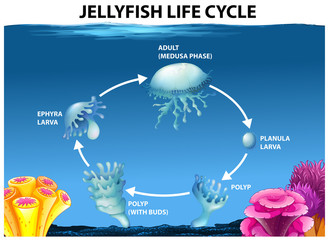 Jellyfish life cycle diagram © blueringmedia