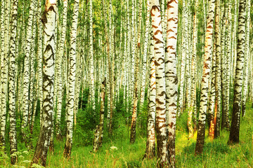 Fototapeta premium summer in sunny birch forest