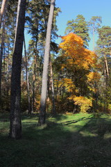 In autumn forest