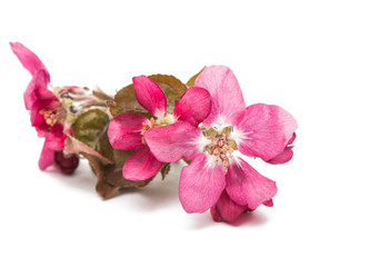 Naklejka na ściany i meble pink flowers of apple isolated