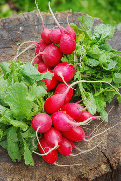 Fresh radishes with tops on a wooden stump sunny day