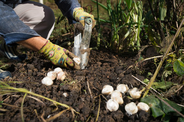 Close up of hand planting bulbs with flower bulb planter outdoors in garden. Use of garden tools.