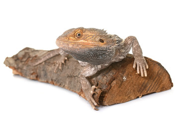 bearded dragons in studio