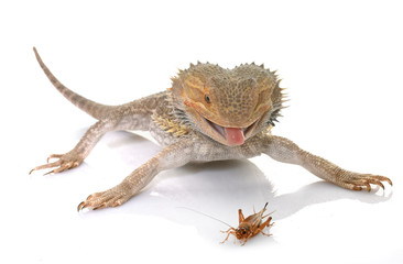 Fototapeta premium bearded dragons eating cricket