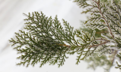 Blurred background decorated with branches of a coniferous tree Thuja covered  shiny hoarfrost