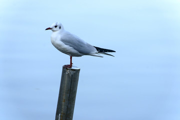 gull standing on pole at Adda river, Trezzo