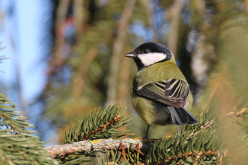 Parus major in its environment
