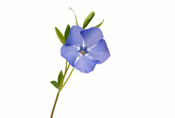 periwinkle blue isolated