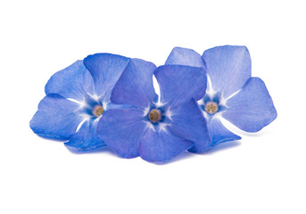 periwinkle blue isolated