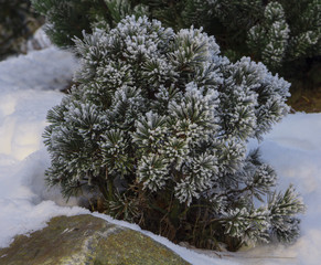 Spruce branches in winter. Hoarfrost on  branch.