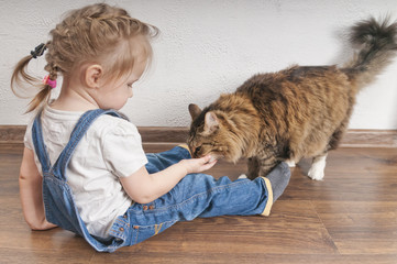 Little girl feeds the domestic cat
