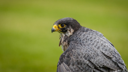 The peregrine falcon (Falco peregrinus), historically known as the duck hawk in North America, a bird of prey in the Falconidae family. It has yellow cere and feet and black beak and claws. Copy space