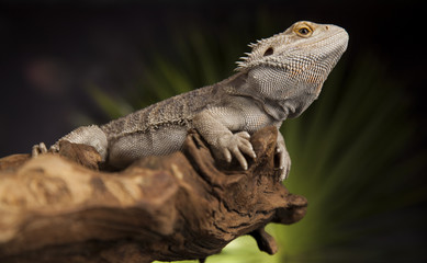 Obraz premium Agama bearded, pet on black background, reptile
