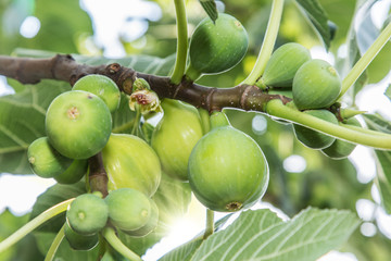 Ripe fig fruits on the tree.