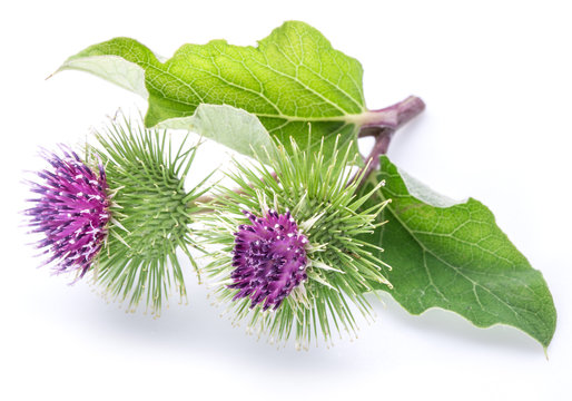 Prickly heads of burdock flowers on a white background.
