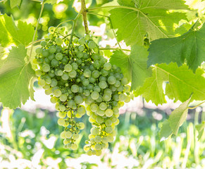 Wine grapes on the vine.