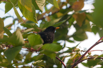 blackbird in green foliage
