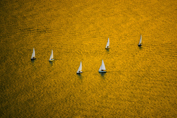 sailboats school in a golden sea