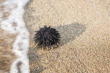 Urchin  at the coast line.