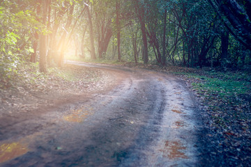 Winding gravel road through temperate rainforest. forest background.