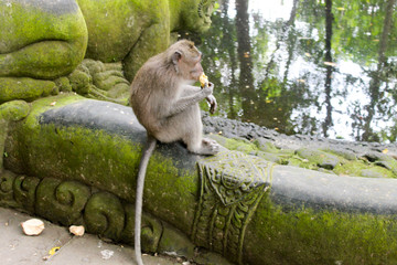 Monkey eating and enjoying the lake view