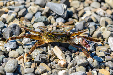 Small crab with one claw