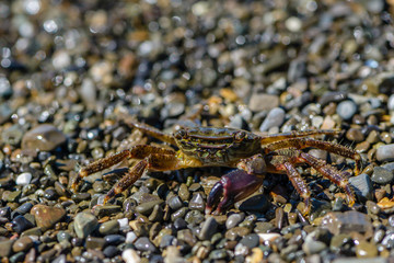 Small crab with one claw