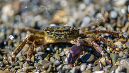 Small crab with one claw