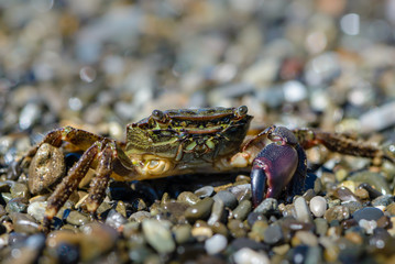 Small crab with one claw