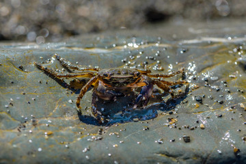 Small crab crawling on the large stones