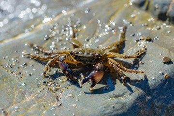 Small crab crawling on the large stones
