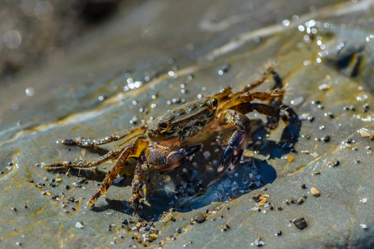 Small crab crawling on the large stones